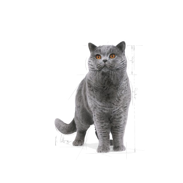 Royal Canin British Shorthair Yetişkin Kedi Maması 4 Kg