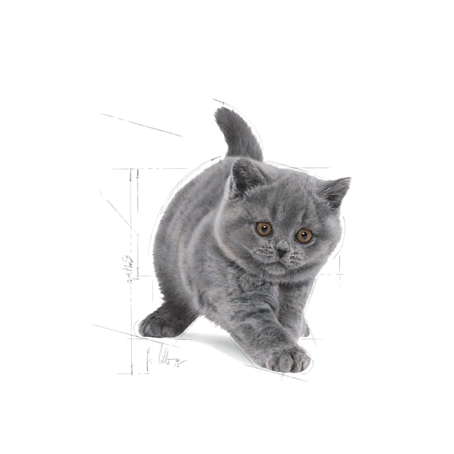 Royal Canin Kitten British Shorthair Yavru Kedi Maması 2 Kg