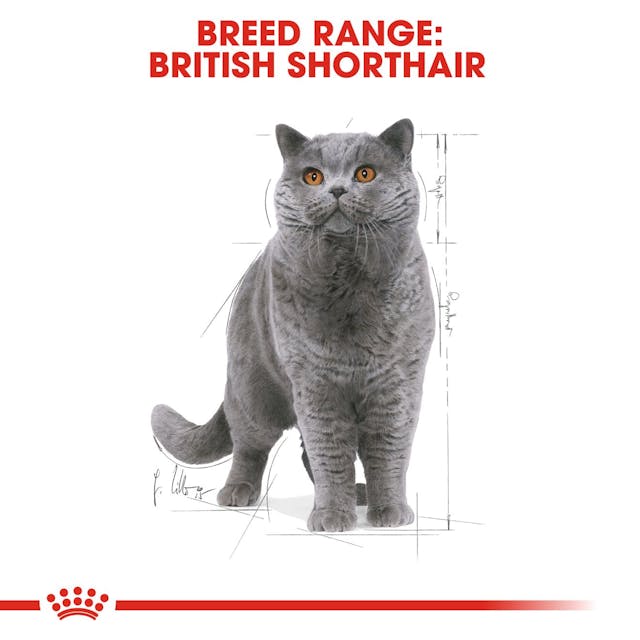 Royal Canin British Shorthair Yaş Kedi Maması 85 Gr Royal Canin British Shorthair Yaş Kedi Maması 85 Gr