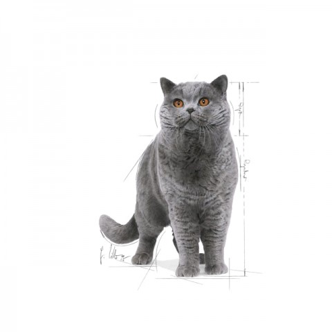 Royal Canin British Shorthair Yaş Kedi Maması 85 Gr