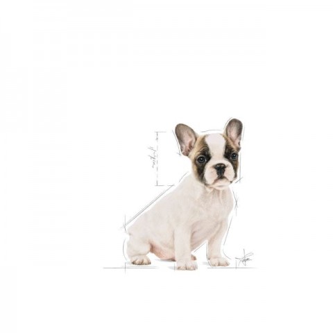 Royal Canin French Bulldog Puppy Yavru Köpek Maması 3 Kg