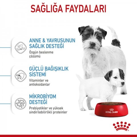 Royal Canin Mini Starter Mother&Babydog Küçük Irk Yavru Köpek Maması 4Kg