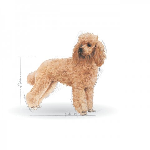 Royal Canin Poodle Yetişkin Köpek Maması 3 Kg